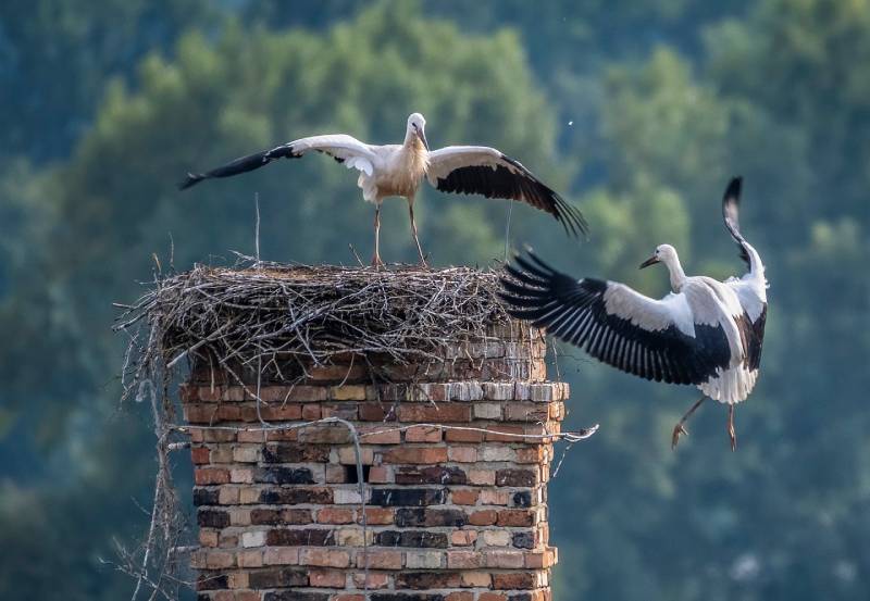 Professional Chimney Animal Removal Services in Flat Rock, Michigan