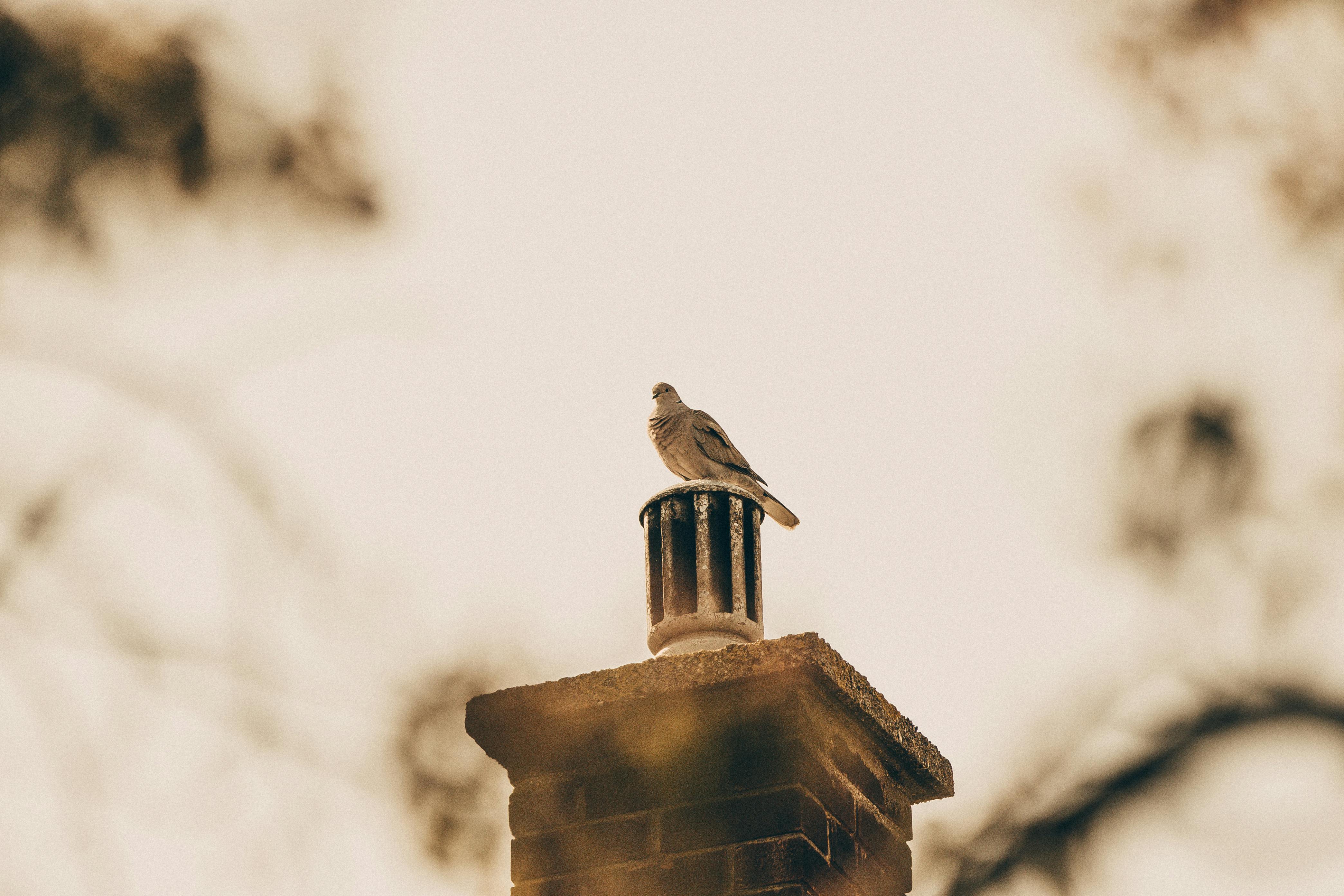 Expert Chimney Cap Installation in Flat Rock, Michigan